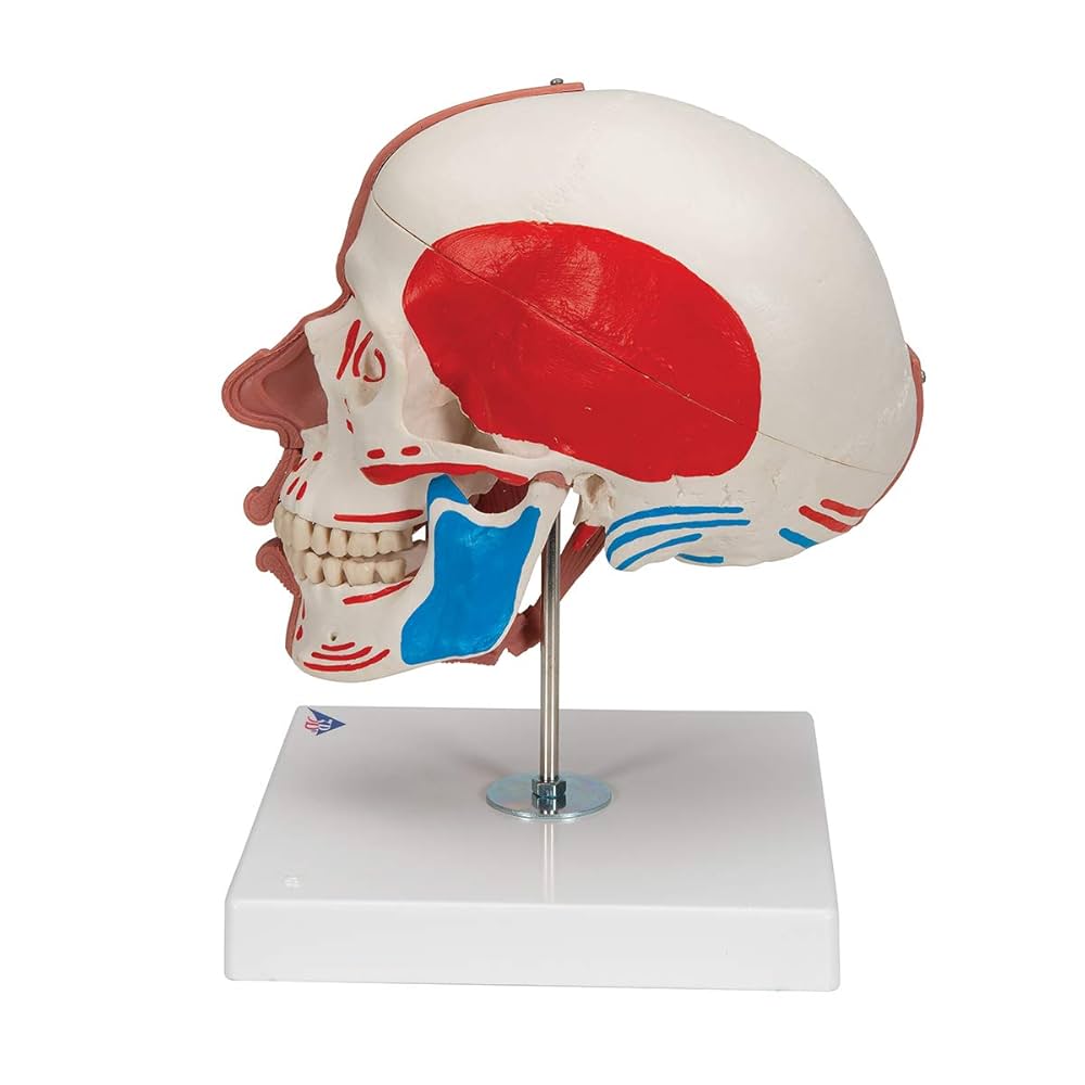 未使用品　人体模型 人体骨格モデルA10 3B SmartAnatomy 31MlxZGIs+L.jpg